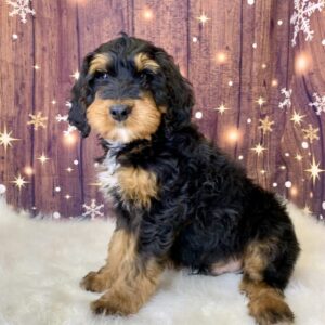 gunner-300x300 Gunner (Male) Mini Bernagoldendoodle $1899.99 (Found Loving Home)