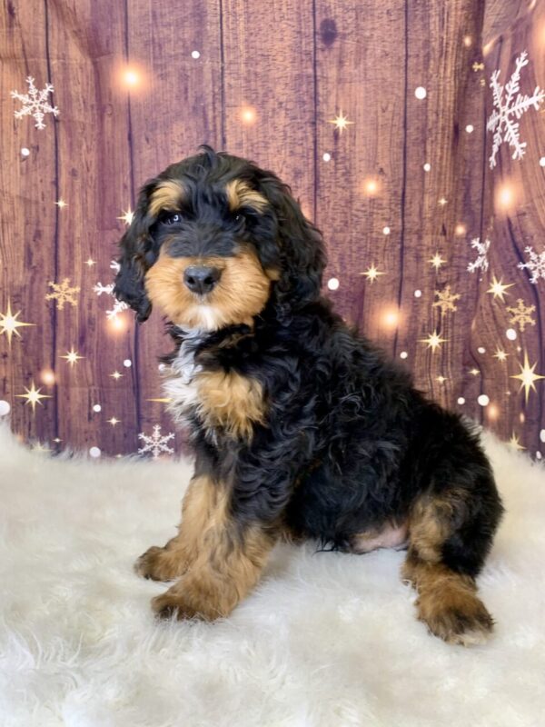 gunner-600x800 Gunner (Male) Mini Bernagoldendoodle $1899.99 (Found Loving Home)