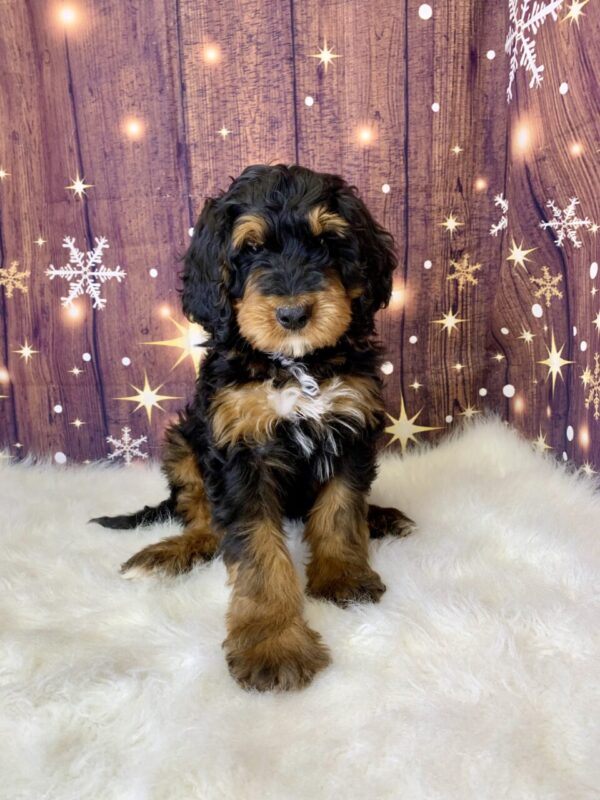 gunner1-600x800 Gunner (Male) Mini Bernagoldendoodle $1899.99 (Found Loving Home)