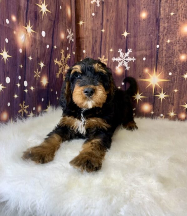 gunner2-600x691 Gunner (Male) Mini Bernagoldendoodle $1899.99 (Found Loving Home)