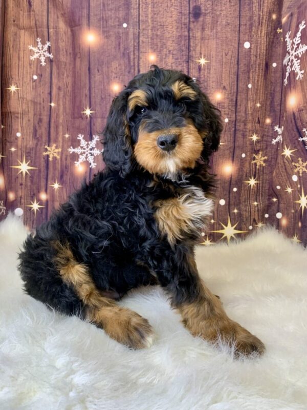 gunner3-600x800 Gunner (Male) Mini Bernagoldendoodle $1899.99 (Found Loving Home)