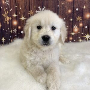gus-300x300 Gus (Male) Golden Retriever $1899.99 (Found Loving Home)