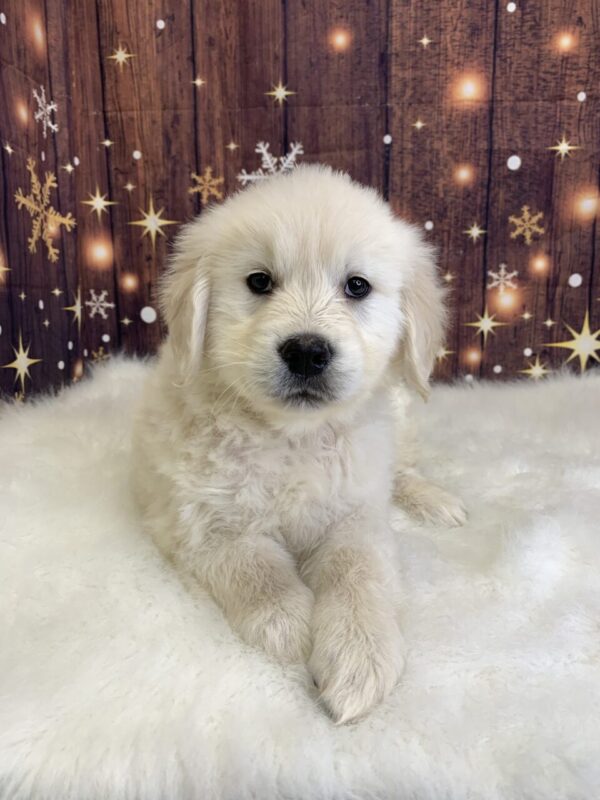 gus-600x800 Gus (Male) Golden Retriever $1899.99 (Found Loving Home)