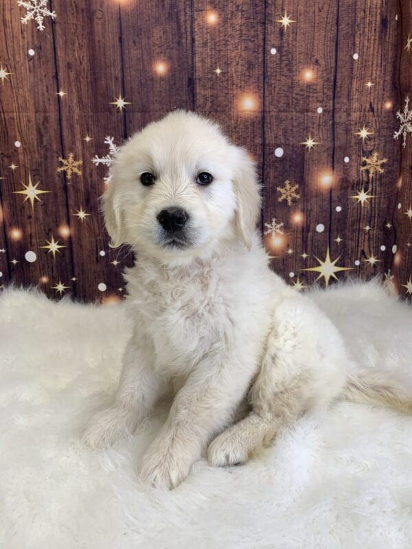gus1-600x800 Gus (Male) Golden Retriever $1899.99 (Found Loving Home)