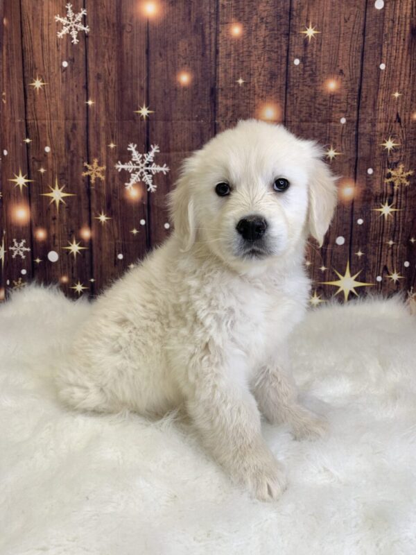 gus2-600x800 Gus (Male) Golden Retriever $1899.99 (Found Loving Home)