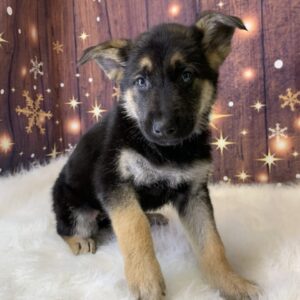 gwen-300x300 Gwen (Female) German Shepherd $1899.99 (Found Loving Home)