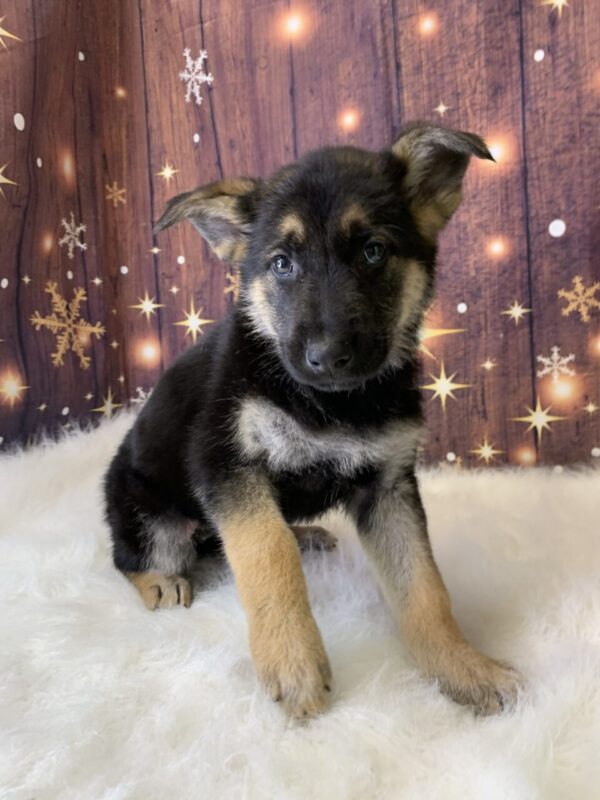 gwen-600x800 Gwen (Female) German Shepherd $1899.99 (Found Loving Home)