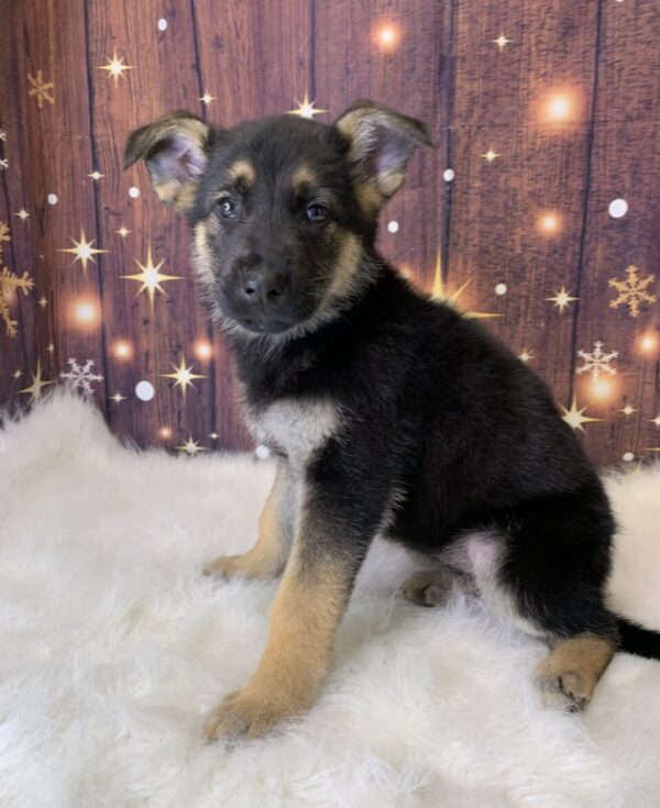 gwen1-600x735 Gwen (Female) German Shepherd $1899.99 (Found Loving Home)