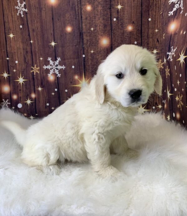 gypsey2-600x692 Gypsy (Female) Golden Retriever $1899.99 (Found Loving Home)
