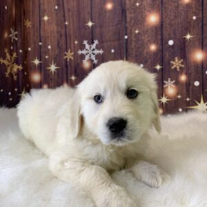 gypsy-300x300 Gypsy (Female) Golden Retriever $1899.99 (Found Loving Home)