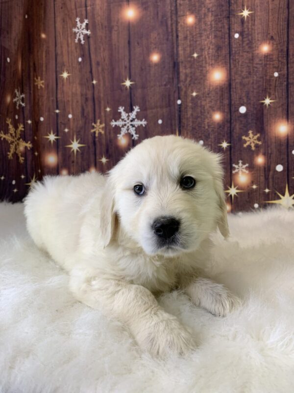 gypsy-600x800 Gypsy (Female) Golden Retriever $1899.99 (Found Loving Home)