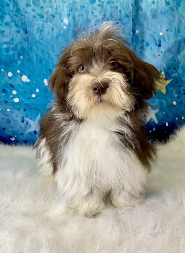 hank-600x823 Hank (Male) Havanese $1899.99 (Found Loving Home)