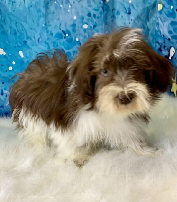 hank1-600x683 Hank (Male) Havanese $1899.99 (Found Loving Home)