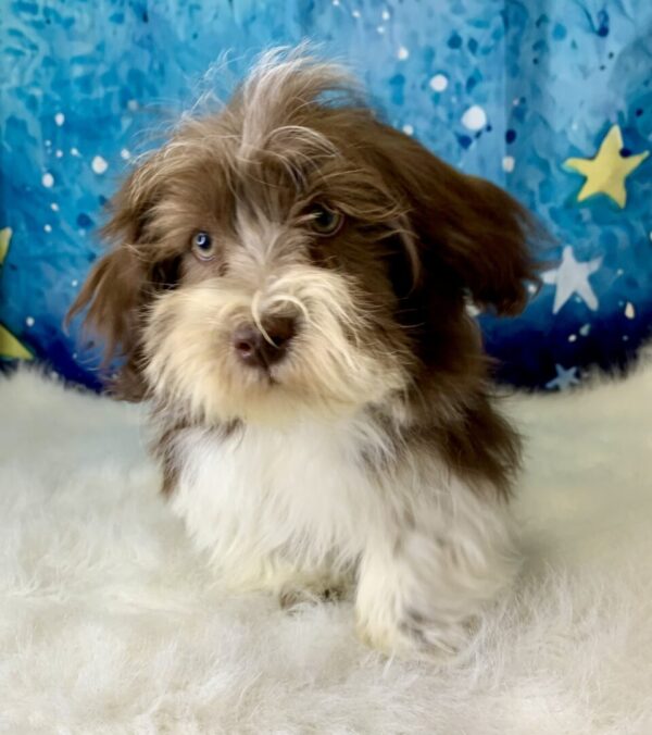 hank2-600x676 Hank (Male) Havanese $1899.99 (Found Loving Home)