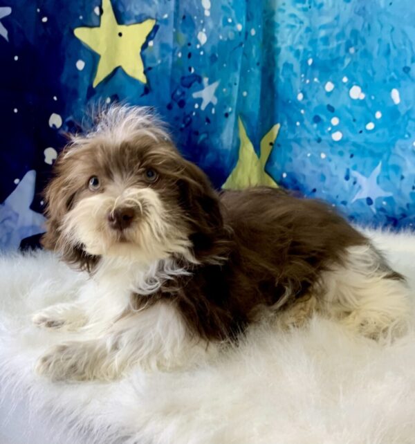 hank3-600x642 Hank (Male) Havanese $1899.99 (Found Loving Home)