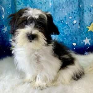hanna-300x300 Hanna (Female) Havanese $1899.99 (Found Loving Home)
