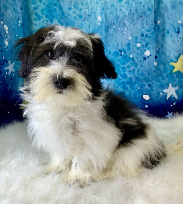 hanna-600x668 Hanna (Female) Havanese $1899.99 (Found Loving Home)