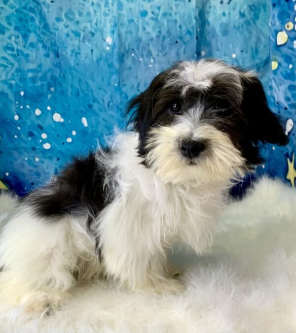 hanna1-600x676 Hanna (Female) Havanese $1899.99 (Found Loving Home)