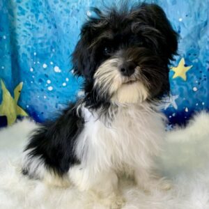hope-300x300 Hope (Female) Havanese $1899.99 (Found Loving Home)