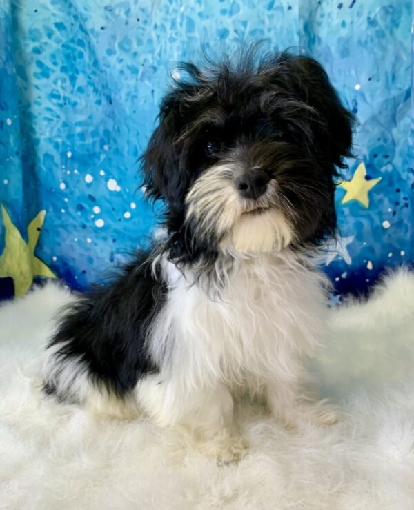 hope-600x739 Hope (Female) Havanese $1899.99 (Found Loving Home)