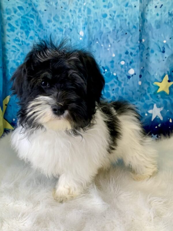 hope1-600x800 Hope (Female) Havanese $1899.99 (Found Loving Home)