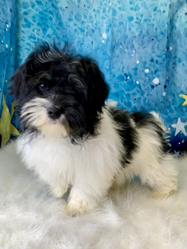 hope2-600x800 Hope (Female) Havanese $1899.99 (Found Loving Home)