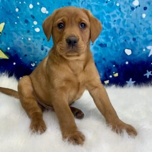 linus-300x300 Linus (Male) Labrador Retriever $1899.99 (Found Loving Home)
