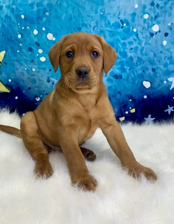 linus-600x771 Linus (Male) Labrador Retriever $1899.99 (Found Loving Home)