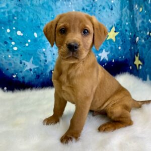 lumiere-300x300 Lumiere (Male) Labrador Retriever $1899.99 (Found Loving Home)