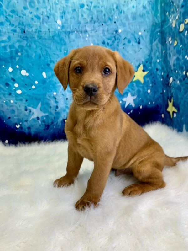 lumiere-600x800 Lumiere (Male) Labrador Retriever $1899.99 (Found Loving Home)
