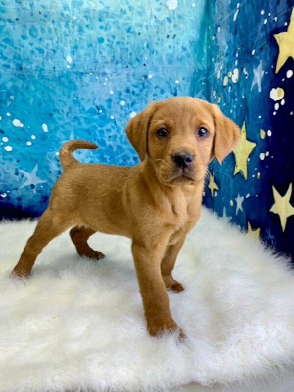 lumiere1-600x800 Lumiere (Male) Labrador Retriever $1899.99 (Found Loving Home)