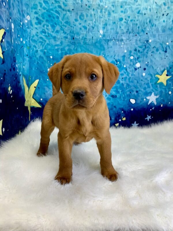 lumiere2-600x800 Lumiere (Male) Labrador Retriever $1899.99 (Found Loving Home)