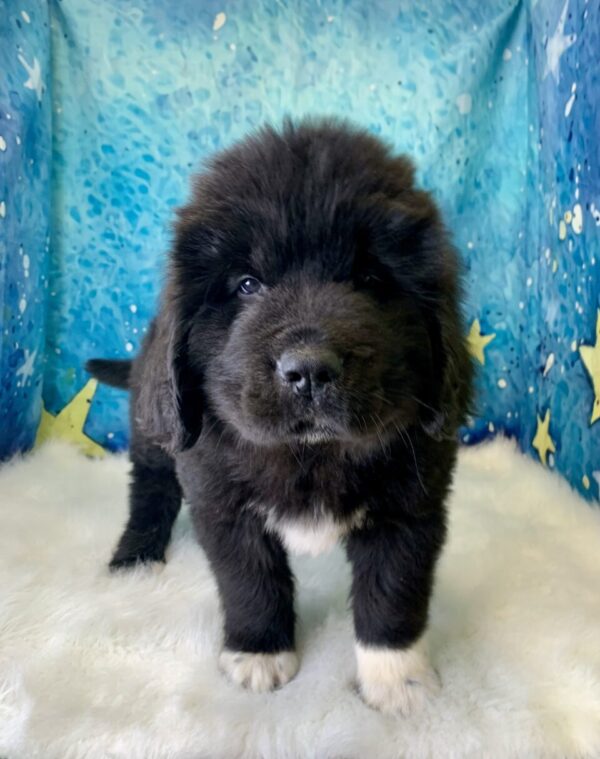 nate-600x759 Nate (Male) Newfoundland $1999.99 (Found Loving Home)