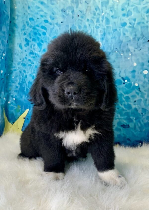 nate1-600x848 Nate (Male) Newfoundland $1999.99 (Found Loving Home)