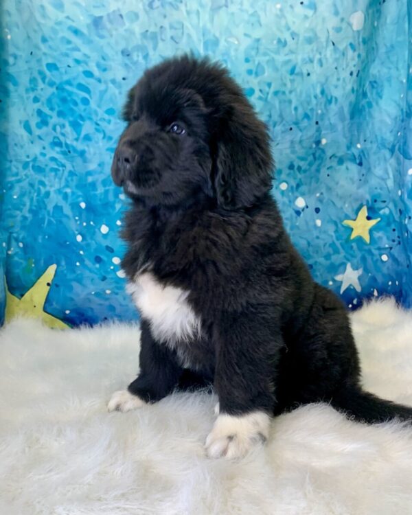 nate2-600x750 Nate (Male) Newfoundland $1999.99 (Found Loving Home)
