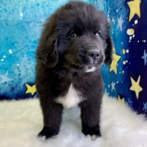 neptune-300x300 Neptune (Male) Newfoundland $1999.99 (Found Loving Home)
