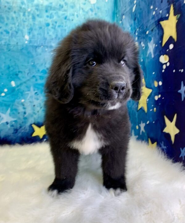 neptune-600x723 Neptune (Male) Newfoundland $1999.99 (Found Loving Home)