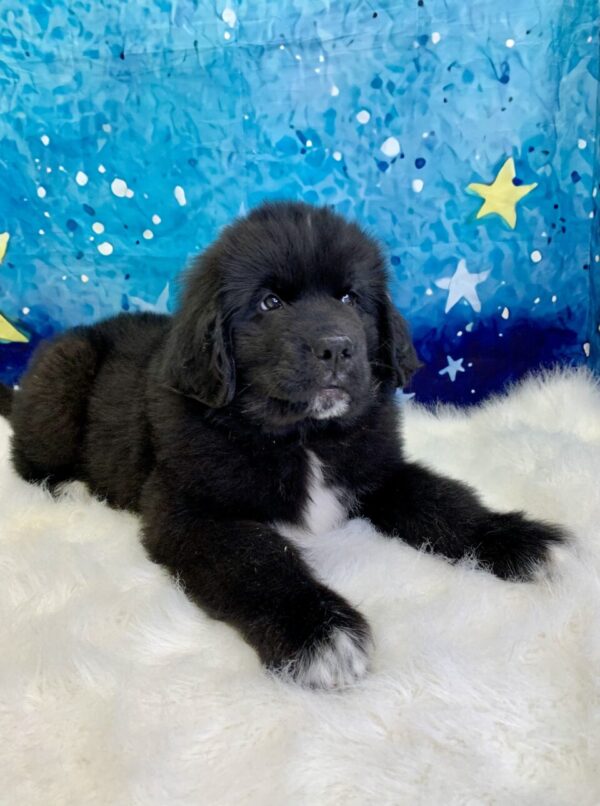 neptune1-600x806 Neptune (Male) Newfoundland $1999.99 (Found Loving Home)