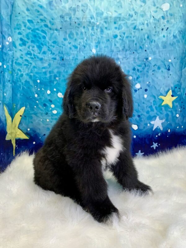 neptune2-600x800 Neptune (Male) Newfoundland $1999.99 (Found Loving Home)