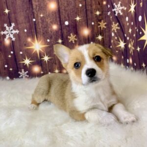 paris-300x300 Paris (Female) Pembroke Welsh Corgi $1899.99 (Found Loving Home)