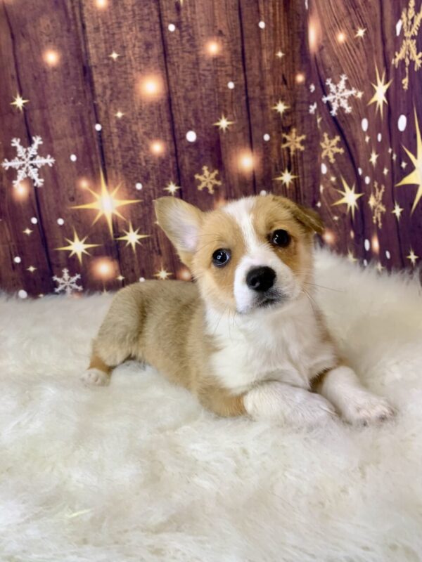 paris-600x800 Paris (Female) Pembroke Welsh Corgi $1899.99 (Found Loving Home)
