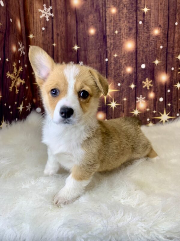 paris1-600x800 Paris (Female) Pembroke Welsh Corgi $1899.99 (Found Loving Home)