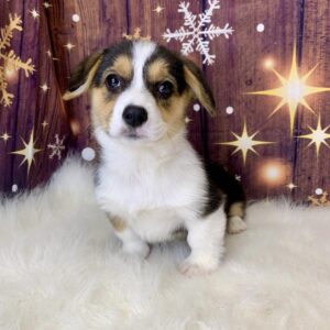patty-300x300 Patty (Female) Pembroke Welsh Corgi $1899.99 (Found Loving Home)