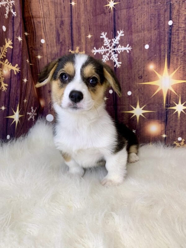 patty-600x800 Patty (Female) Pembroke Welsh Corgi $1899.99 (Found Loving Home)
