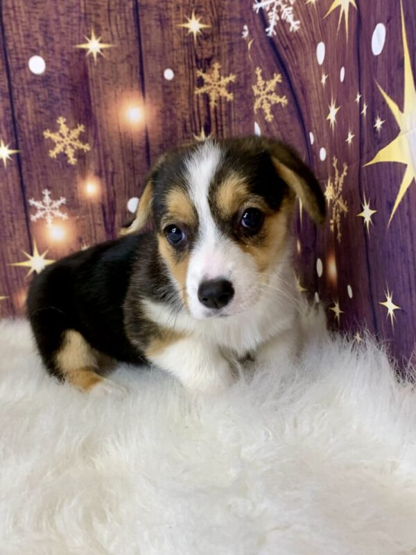 patty1-600x800 Patty (Female) Pembroke Welsh Corgi $1899.99 (Found Loving Home)