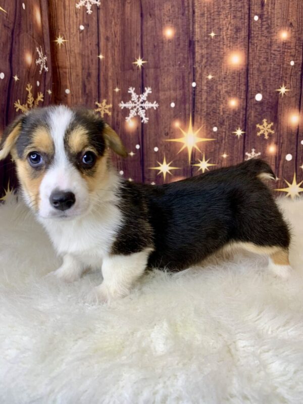 patty2-600x800 Patty (Female) Pembroke Welsh Corgi $1899.99 (Found Loving Home)