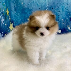 peanut-300x300 Peanut (Male) Pomeranian $1899.99 (Found Loving Home)