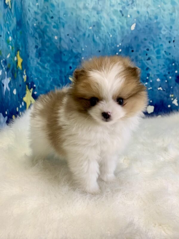 peanut-600x800 Peanut (Male) Pomeranian $1899.99 (Found Loving Home)