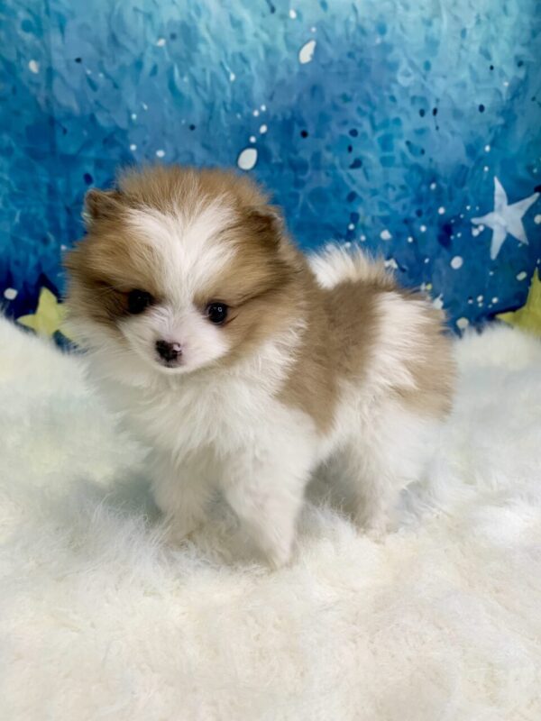 peanut1-600x800 Peanut (Male) Pomeranian $1899.99 (Found Loving Home)