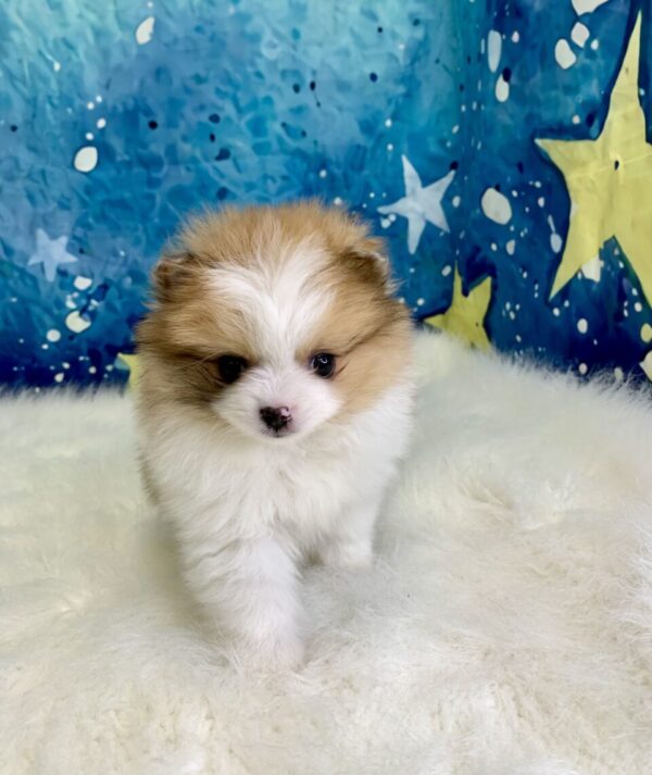 peanut2-600x713 Peanut (Male) Pomeranian $1899.99 (Found Loving Home)